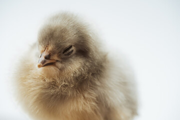 Close-up of a baby chick sleeping with white background