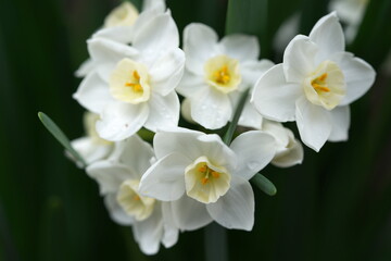 可憐な水仙（ペーパーホワイト）の花