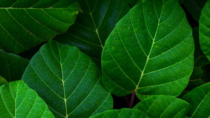 closeup nature view of green leaf background and dark tone
