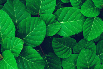 Full Frame of Green Leaves Pattern Background, Nature Lush Foliage Leaf  Texture , tropical leaf