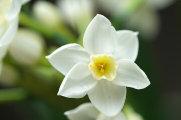 Fototapeta na wymiar 可憐な水仙（ペーパーホワイト）の花