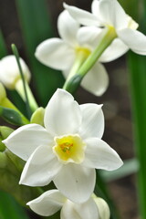 Obraz premium 可憐な水仙（ペーパーホワイト）の花
