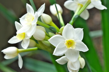 Fototapeta na wymiar 可憐な水仙（ペーパーホワイト）の花