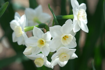 Naklejka na ściany i meble 可憐な水仙（ペーパーホワイト）の花