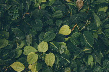 Fototapeta na wymiar Full Frame of Green Leaves Pattern Background, Nature Lush Foliage Leaf Texture , tropical leaf