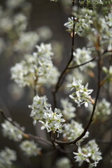 ジュンベリーの花