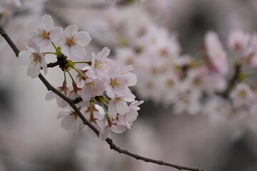 春真っ盛りのソメイヨシノの花