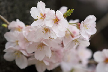 春真っ盛りのソメイヨシノの花