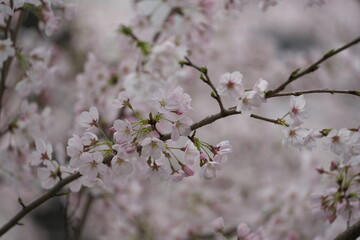 春真っ盛りのソメイヨシノの花