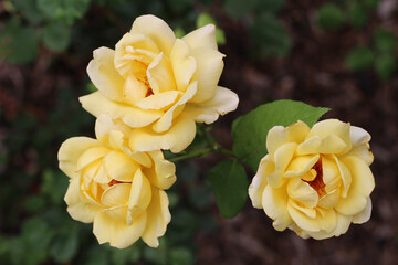 yellow rose flower