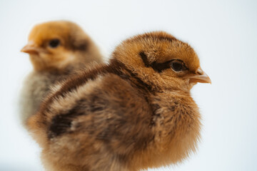 Two baby chickens on white background