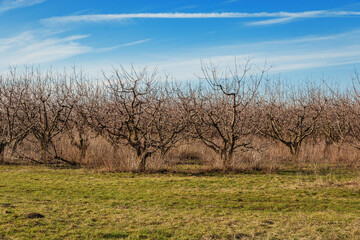 Rows of fruit trees under a blue cloudy sky. Trees planted in straight rows in a spring garden on a sunny day. The concept of organic products. Gardening. Agricultural industry.
