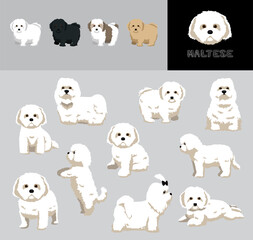 Dog Maltese Cartoon Vector Illustration Color Variation Set