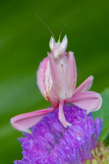 Beautiful Hymenopus with nice background bokeh