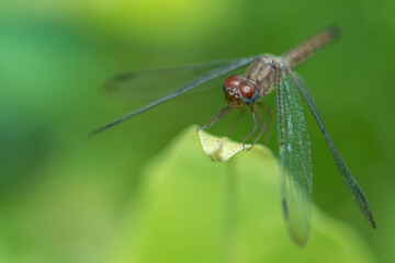 Beautiful dragonfly resting on the leaf