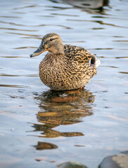 Mallard female on the water is looking a camera. Duck portrait