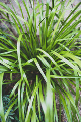 native Australian Lomandra Longifolia grass plant outdoor in beautiful tropical backyard