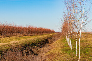 Rows of trees rows of trees in linear perspective under a blue cloudy sky. Beautiful view of young birch trees growing between the road and the garden on a sunny spring day.