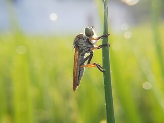 Robber Fly. The Asilidae are the robber fly family, also called assassin flies waiting in ambush...