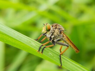 Robber Fly. The Asilidae are the robber fly family, also called assassin flies waiting in ambush for its prey