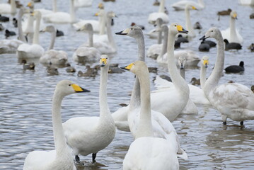 Obraz premium Whooper swans in Nagamineoike, Feb2022