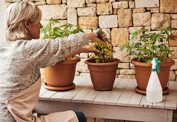 This is definitely one of my pastimes. Cropped shot of a relaxed senior woman tending to her marijuana plants and making sure its growing properly outside at home. - obrazy, fototapety, plakaty