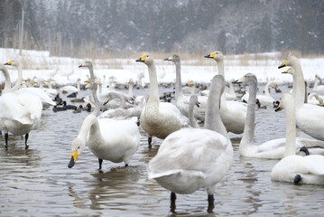 Whooper swans in Nagamineoike, Feb2022