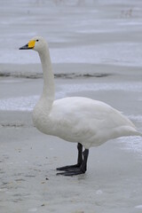 Whooper swans in Nagamineoike, Feb2022