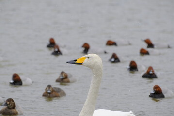 Whooper swans in Nagamineoike, Feb2022