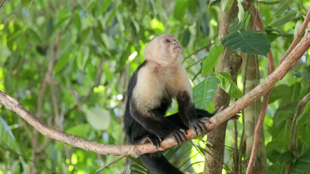a panamanian white-faced capuchin monkey sits on a liana vine, scratches its back and looks around at manuel antonio national park in costa rica
