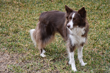 Border Collie, Chocolate and White color, Trained Dog