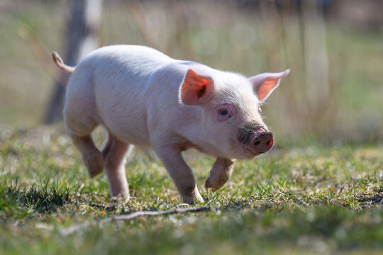Newborn piglet on spring grass on a farm