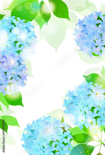 あじさい 梅雨 花 背景 Poster Hydrangea Hydrangea Posters J Boy