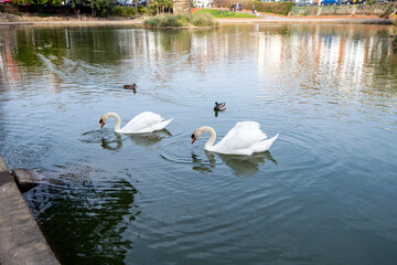 Swans in Egerton Park, Bexhill-on-Sea, East Sussex, England