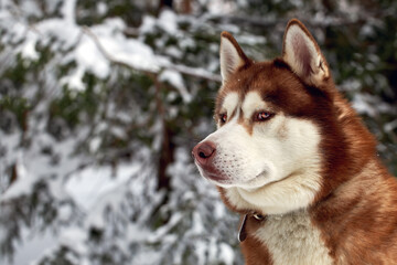 Portrait cute Siberian Husky dog. Red husky dog closeup, copy space