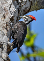 A black, white, and red pileated woodpecker works on opening up a hole in a dead trunk of a tree against a clear blue sky at Ding Darling National Wildlife Refuge on Sanibel Island, Florida.