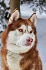 Portrait cute Siberian Husky dog. Red husky dog closeup, side view.