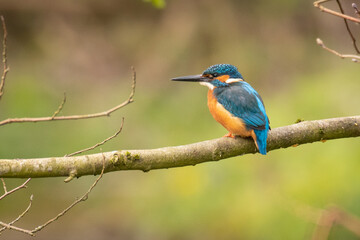 kingfisher on the branch