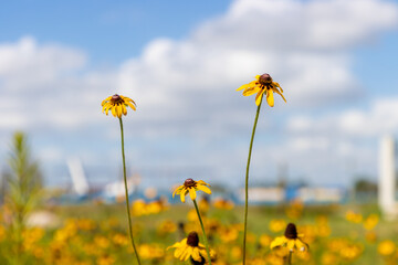 Black-eyed Susan flowers in a meadow