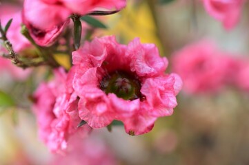 魚柳梅　御柳梅　ギョリュウバイ　八重咲