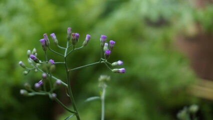 flowers in the grassy