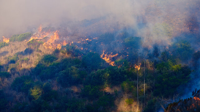 Raging inferno. Shot of a wild fire burning.