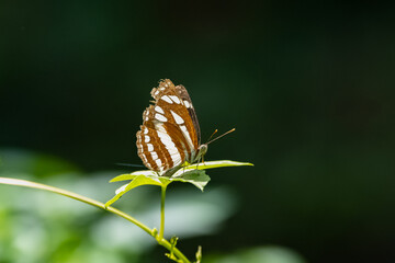 himalayn sergeant, Athyma opalina, brown and white butterfly in India
