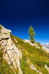 Fototapeta na wymiar Summer scenery in the French Alps with Larix trees and sharp peaks