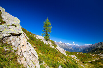Summer scenery in the French Alps with Larix trees and sharp peaks