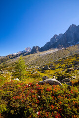 Summer scenery in the French Alps with Larix trees and sharp peaks