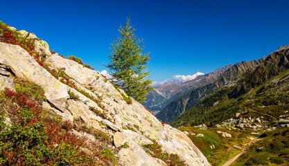 Summer scenery in the French Alps with Larix trees and sharp peaks