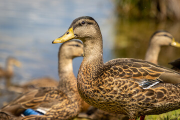 Female Mallard duck close up