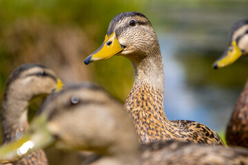 Female Mallard duck close up