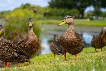 Female Mallard ducks in park